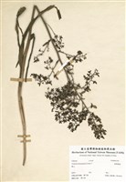 藏品(臺灣藜蘆)的圖片